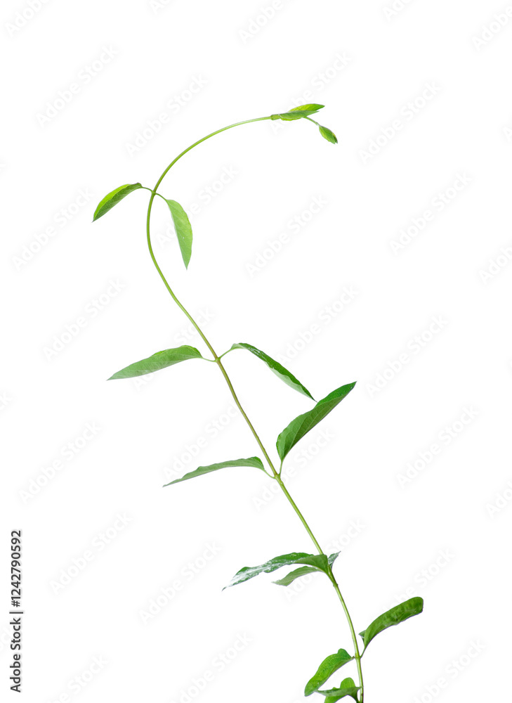Fototapeta premium Honeysuckle vine