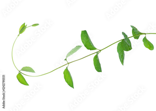 Honeysuckle vine