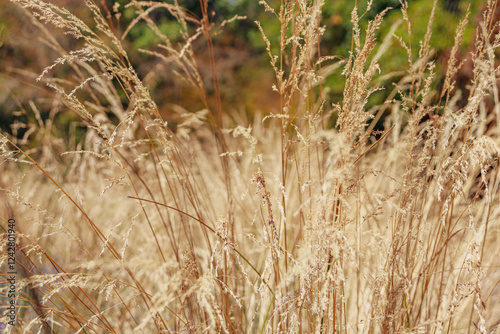 Fototapeta Naklejka Na Ścianę i Meble -  dry golden grasses and seed heads in summer australian landscape