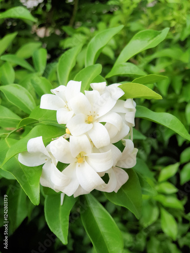 murraya paniculata, orange jasmine with green leaves background