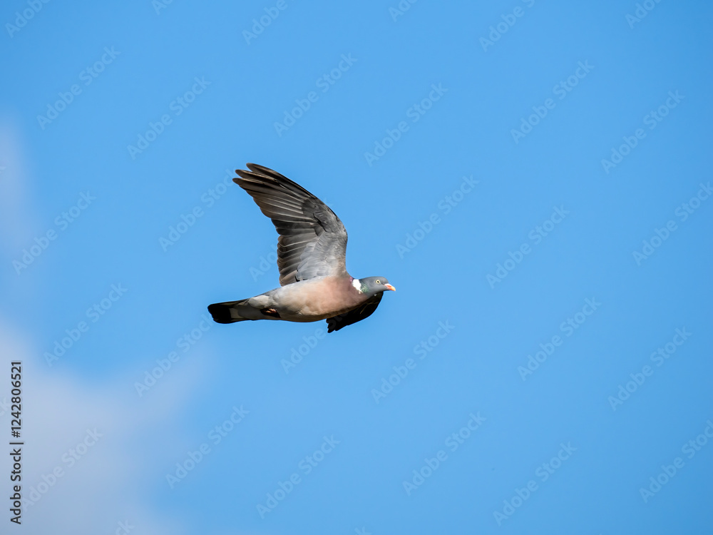Fototapeta premium Ringeltaube&nbsp;(Columba palumbus)
