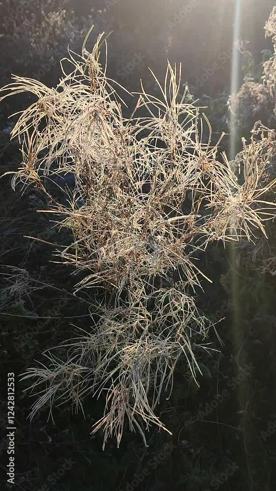Wild field plant covered with white frost on a sunny frosty day in autumn close-up. Branches of a small bush plant covered with white frost illuminated by the shining sun in early in morning. Vertical Wild field plant covered with white frost on a sunny frosty day in autumn close-up. Branches of a small bush plant covered with white frost illuminated by the shining sun in early in morning. Vertical