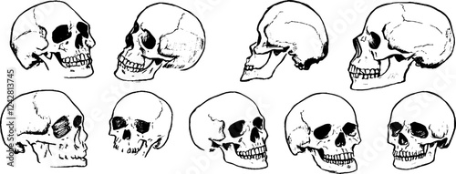 Collection of Skull Illustrations in Various Angles