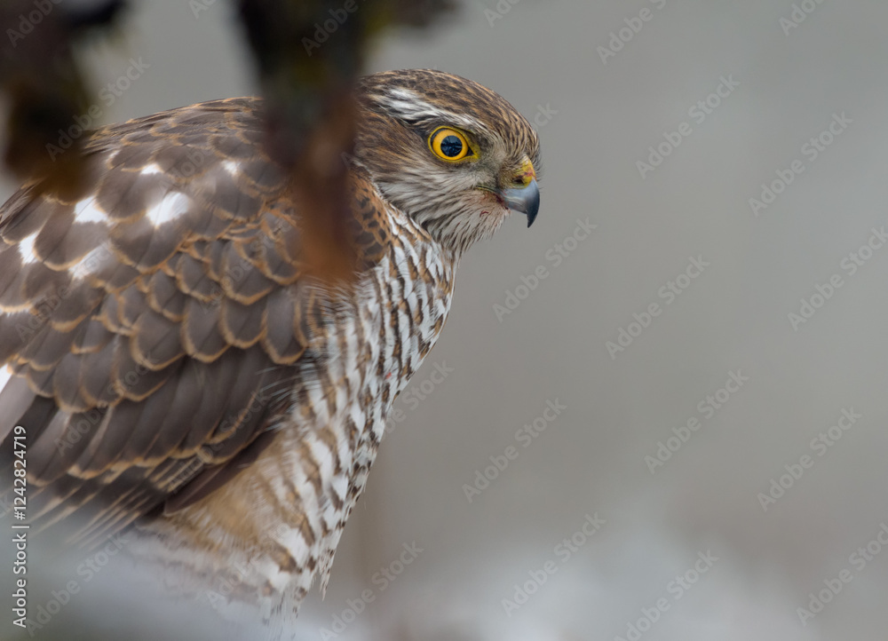Obraz premium Close portrait of female Eurasian sparrowhawk (Accipiter nisus) sitting in ambush for sparrows 