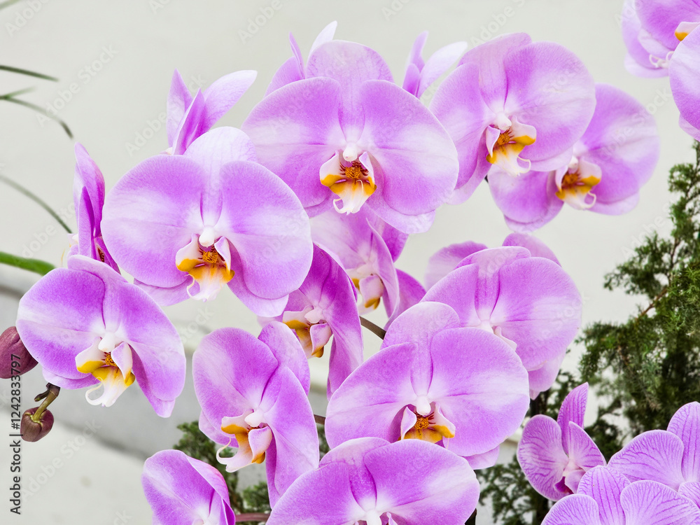 Close-up of a Beautiful Taiwanese Pinkish Purple Moth Orchid with a Soft Yellow Center Close-up of a Beautiful Taiwanese Pinkish Purple Moth Orchid with a Soft Yellow Center
