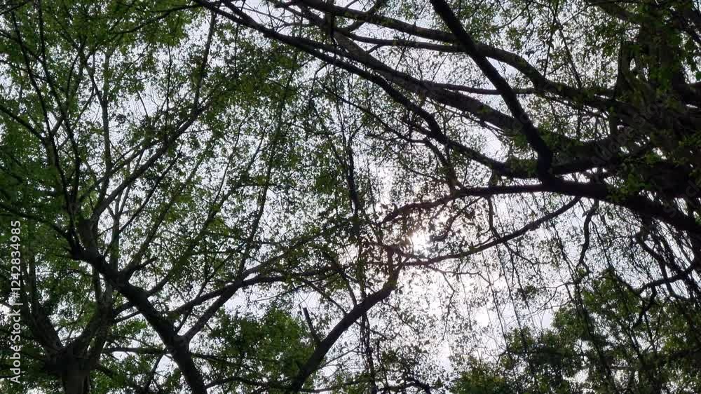 Looking up trees blowing in the wind with sky. sky and bright cloud in morning is beautiful. Branch of tree is beautiful bright green leaf and It is refresh for looking on rainy season. Looking up trees blowing in the wind with sky. sky and bright cloud in morning is beautiful. Branch of tree is beautiful bright green leaf and It is refresh for looking on rainy season.