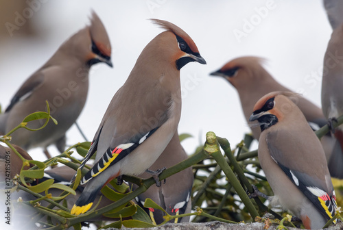 Group of Bohemian waxwings (Bombycilla garrulus) feeding on a mistletoe tree with berries 