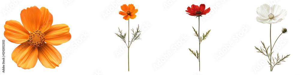 Cosmos flower isolated on transparent background, PNG, Set of Cosmos flower isolated on transparent background, PNG, Set of