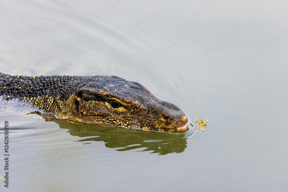 Fototapeta premium The water monitor is swimming in the lake, Lumpini Park,Bangkok