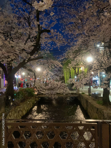 Photos Nighttime Cherry Blossoms Over a Canal in Osaka, Japan
