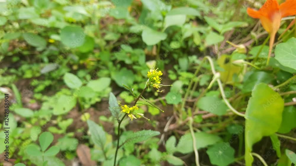 Rorippa palustris flower. Its other names marsh yellow cress, bog yellow cress and common yellow cress. This is a species of flowering plant in the family Brassicaceae. This is a kind of weed. Rorippa palustris flower. Its other names marsh yellow cress, bog yellow cress and common yellow cress. This is a species of flowering plant in the family Brassicaceae. This is a kind of weed.