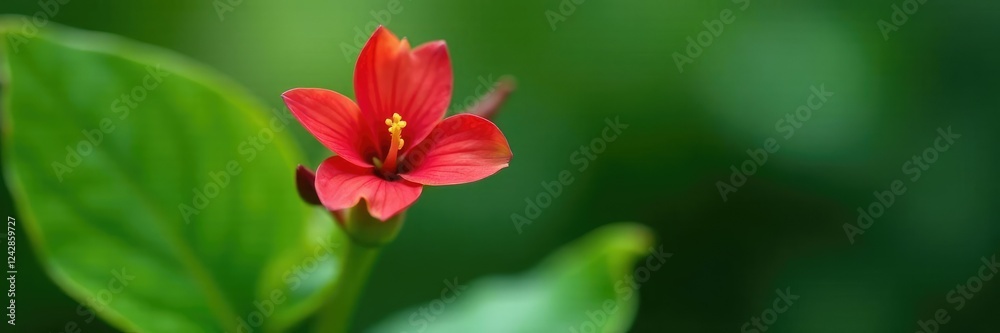 Delicate red flower emerging from a green leaf, green leaf, emerging, blossom Delicate red flower emerging from a green leaf, green leaf, emerging, blossom