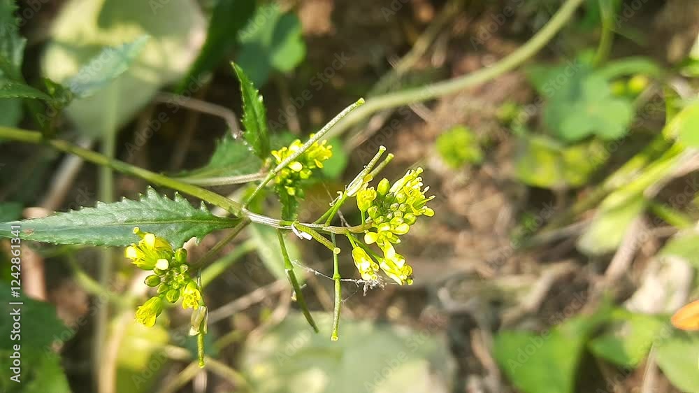 Rorippa palustris flower. Its other names marsh yellow cress, bog yellow cress and common yellow cress. This is a species of flowering plant in the family Brassicaceae. This is a kind of weed. Rorippa palustris flower. Its other names marsh yellow cress, bog yellow cress and common yellow cress. This is a species of flowering plant in the family Brassicaceae. This is a kind of weed.