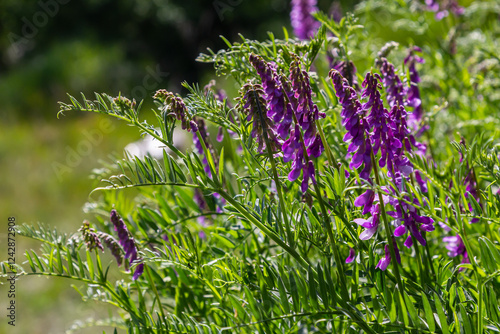 Vetch, vicia cracca valuable honey plant, fodder, and medicinal plant. Fragile purple flowers background. Woolly or Fodder Vetch blossom in spring garden photo