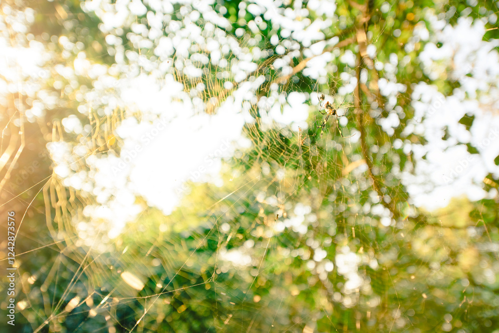 Sunlight passes through the forest, a spider web and spiders Sunlight passes through the forest, a spider web and spiders