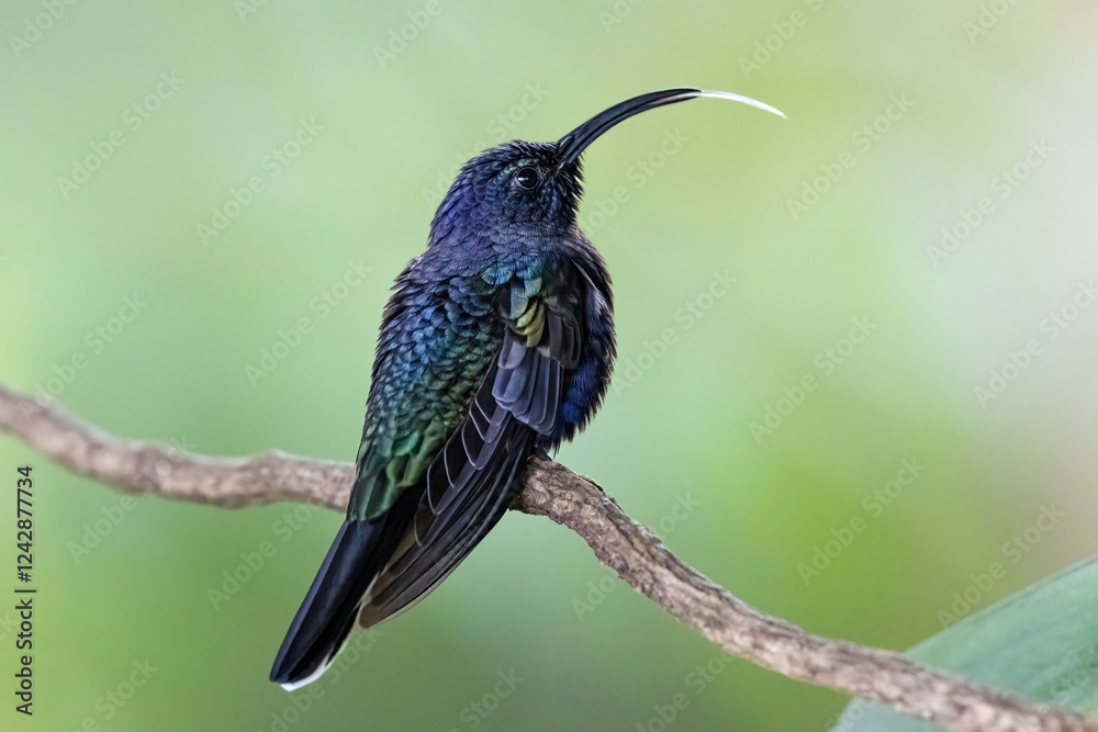 Fototapeta premium Campylopterus hemileucurus, the violet sabrewing, is a species of hummingbird in the emeralds