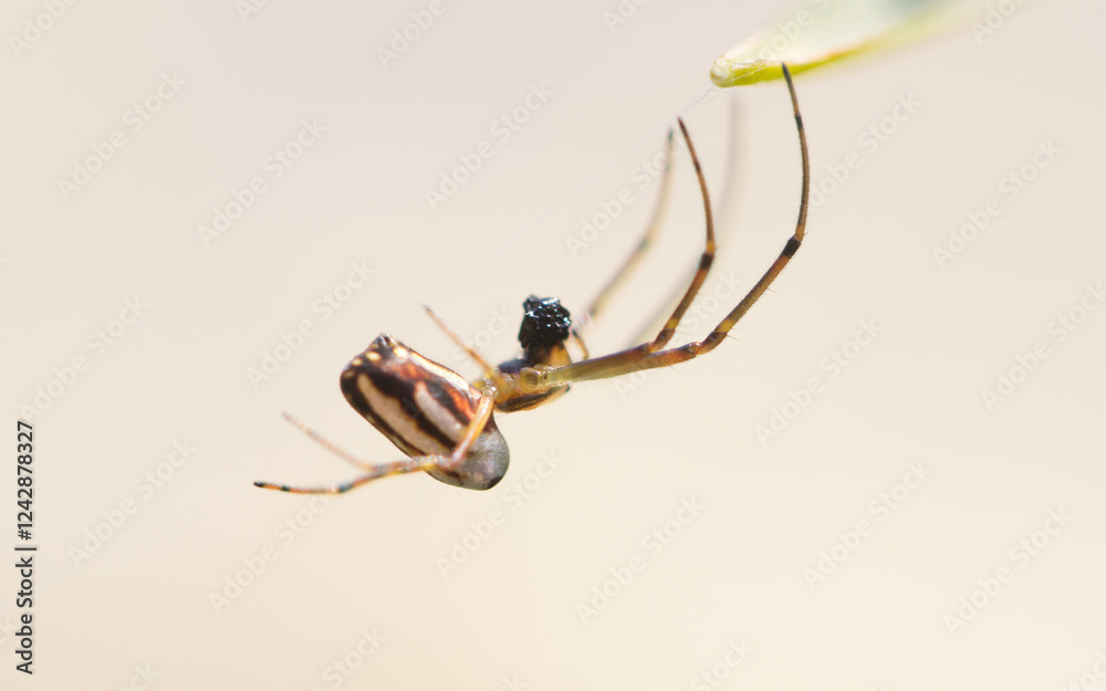 Naklejka premium A spider on a spider web
