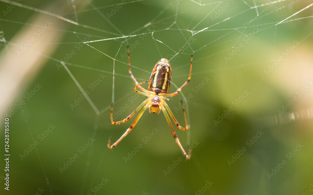 A spider on a spider web A spider on a spider web