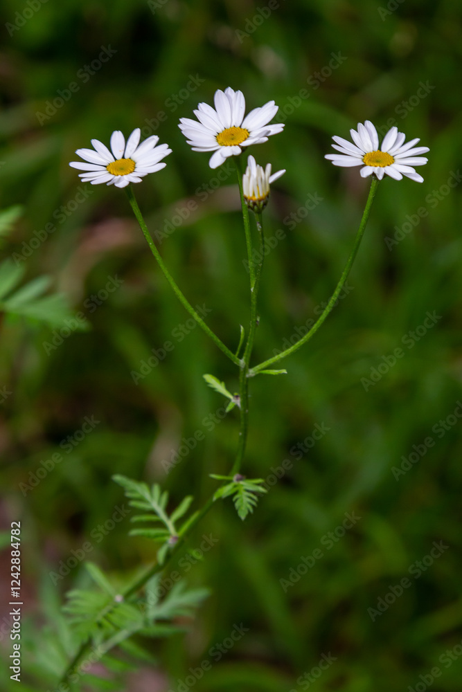 In the spring in the wild in the woods blooms tansy shields Tanacetum corymbosum