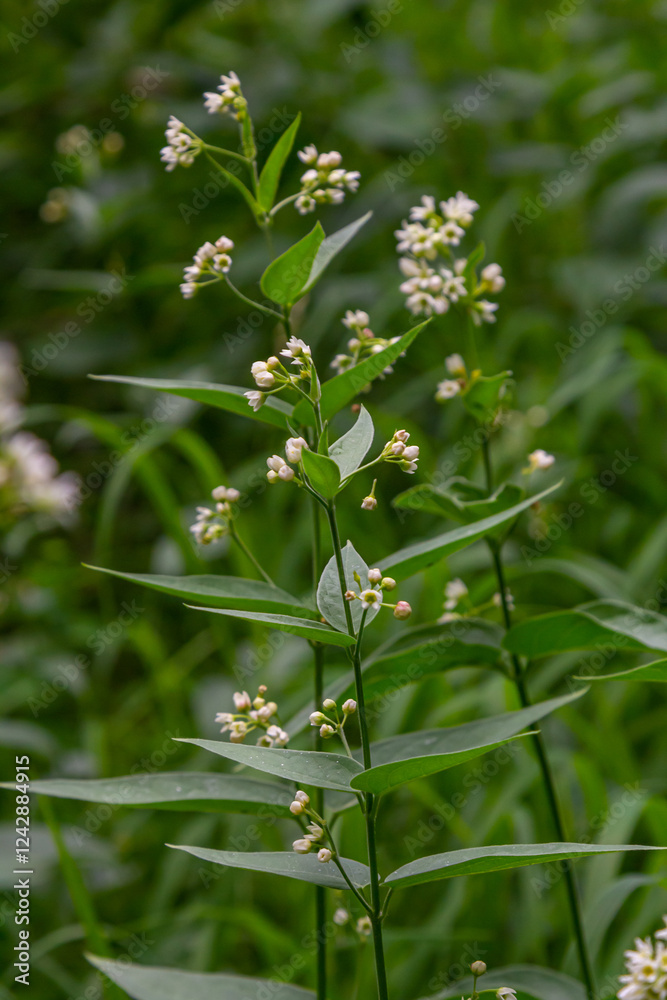 Vincetoxicum hirundinaria. Close up of white swallow wort.Vincetoxicum in the family Apocynaceae Vincetoxicum hirundinaria. Close up of white swallow wort.Vincetoxicum in the family Apocynaceae
