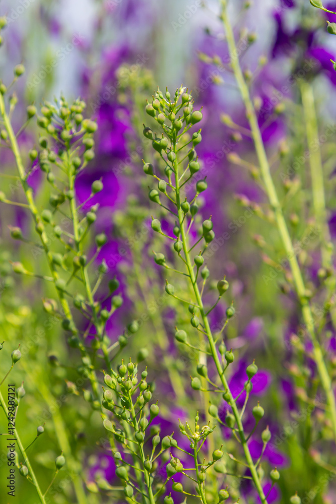 Obraz premium Camelina microcarpa, Brassicaceae. Wild plant shot in spring