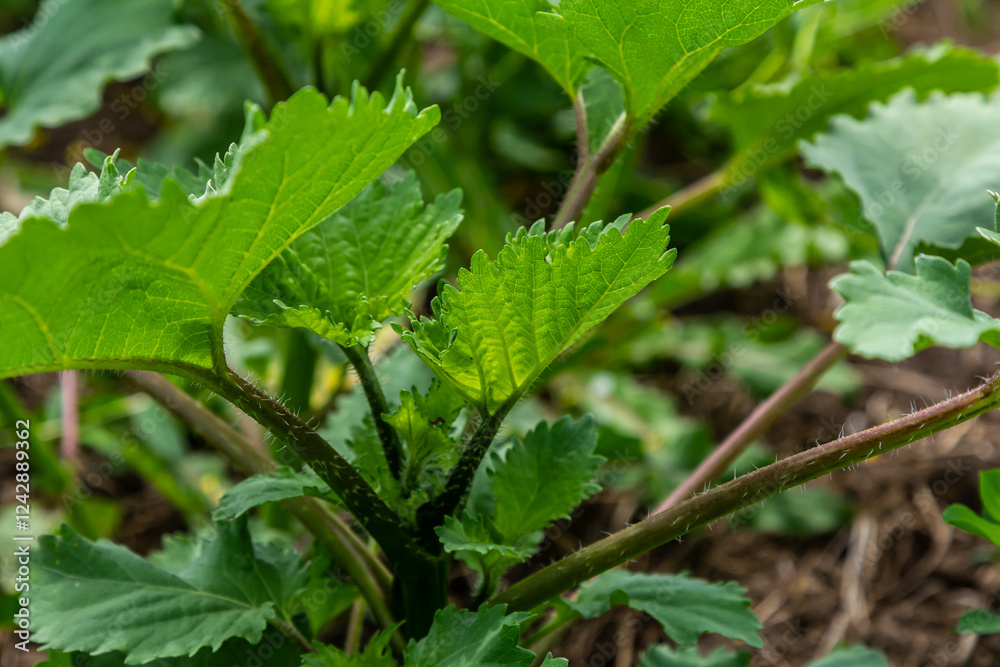 Heracleum, cow parsnip,parsnip. Green large leaves of a fast growing weed Heracleum, cow parsnip,parsnip. Green large leaves of a fast growing weed