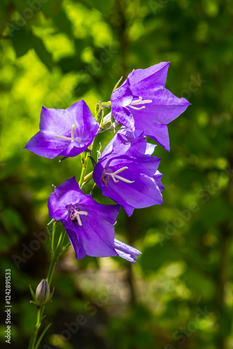 Photo of Campanula latifolia flower, broad-leaved bellflower, urple, botany forest meadow, spring flowering plant forest, nature macro photo photo