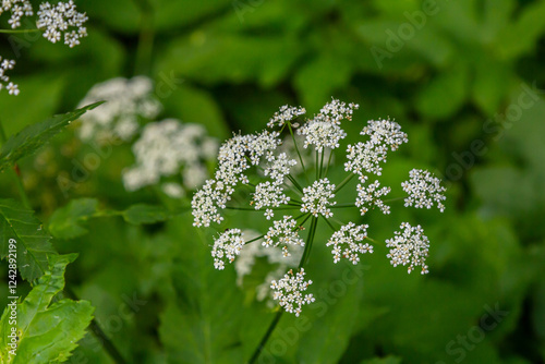 Chaerophyllum aureum Golden Chervil Golden Chervil photo