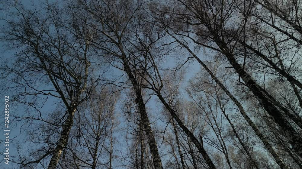 Mountainous area with different vegetation Birch grove. The view from the drone. Winter. Mountainous area with different vegetation Birch grove. The view from the drone. Winter.