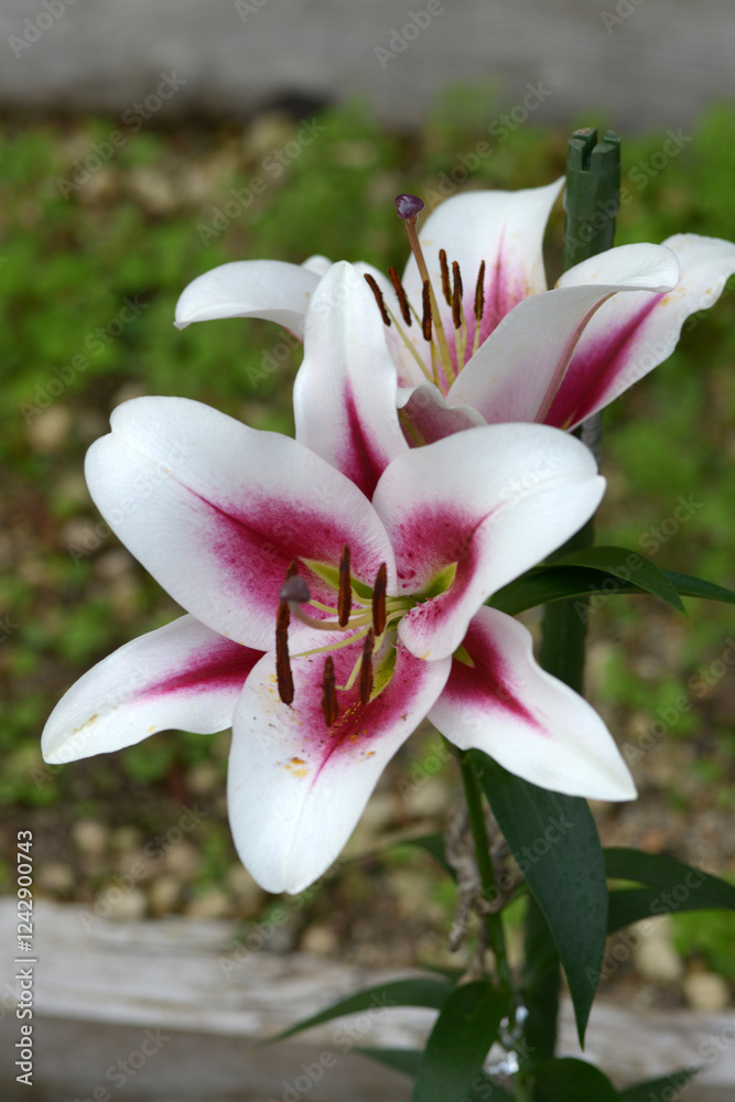 Fototapeta premium ガウチョ 百合の花