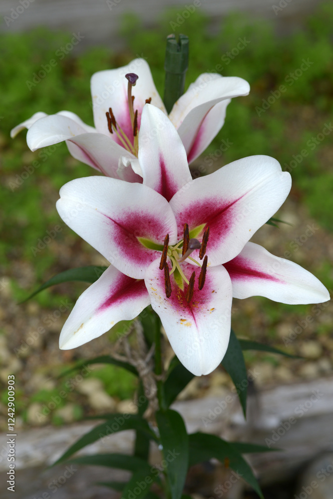 Obraz premium ガウチョ 百合の花