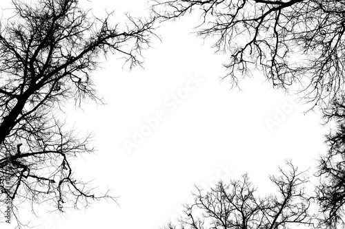 Black branches tree isolated on white. Black and white trees silhouettes on sky background. Bare branches trees in winter. Forest pattern texture. Treetops frame.