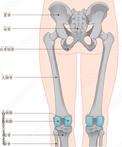 下肢の骨格のイラスト　lower limb bones illustration