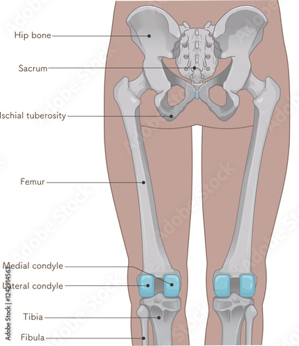 下肢の骨格のイラスト　lower limb bones illustration
