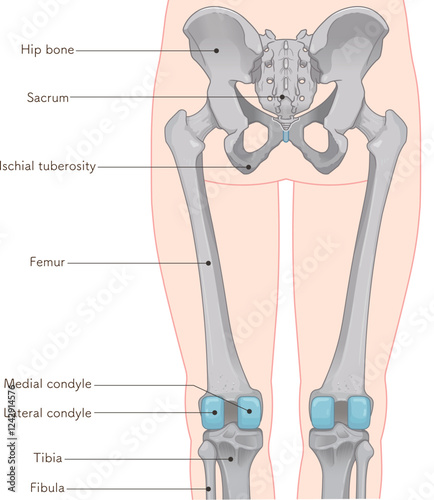 下肢の骨格のイラスト　lower limb bones illustration