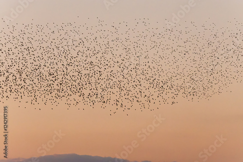 夕暮れに飛ぶムクドリ（ムクドリ科）の大群とそれを狙うチゴハヤブサ（ハヤブサ科）。
英名学名：White-cheeked Starling (Spodiopsar cineraceus, family comprising starlings)
Eurasian Hobby, Falco subbuteo
栃木県栃木市渡良瀬遊水地-2024
 photo