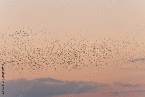 Wallpaper Mural 夕暮れに飛ぶムクドリ（ムクドリ科）の大群とそれを狙うチゴハヤブサ（ハヤブサ科）。
英名学名：White-cheeked Starling (Spodiopsar cineraceus, family comprising starlings)
Eurasian Hobby, Falco subbuteo
栃木県栃木市渡良瀬遊水地-2024
 Torontodigital.ca