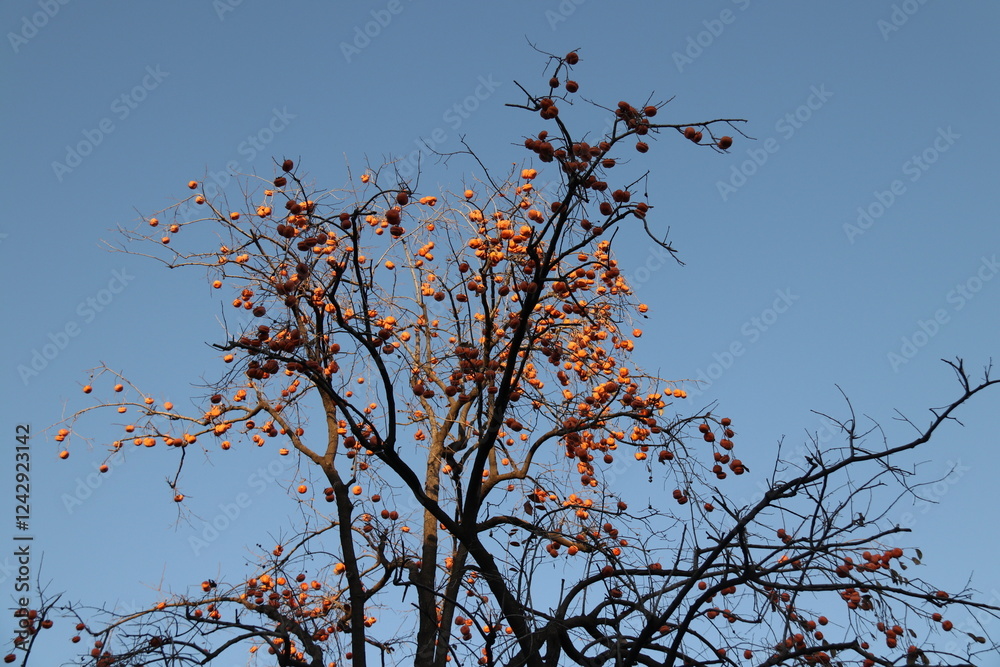 persimmon tree in autumn