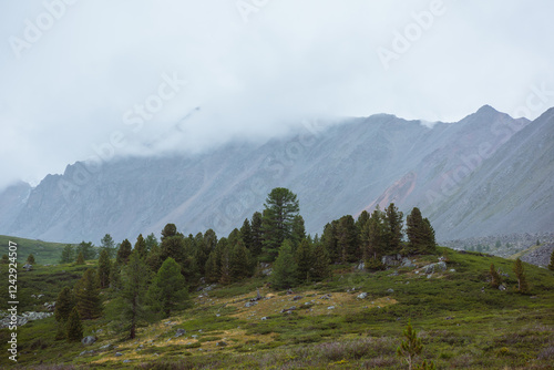 Atmospheric mountain landscape with sparse coniferous trees among lush flora in alpine valley in rainy weather. Dramatic view to open conifer forest and thickets on green hill under grey cloudy sky.