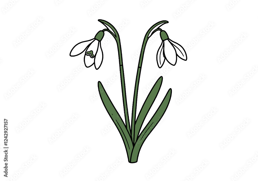 Fototapeta premium Snowdrop Illustration. This image shows a snowdrop flower with two blossoms and green leaves. Vector illustration design.