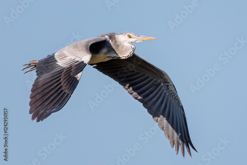 飛翔する美しいアオサギ（サギ科）
英名学名：Grey Heron (Ardea cinerea)
神奈川県清川村早戸川林道2025年
