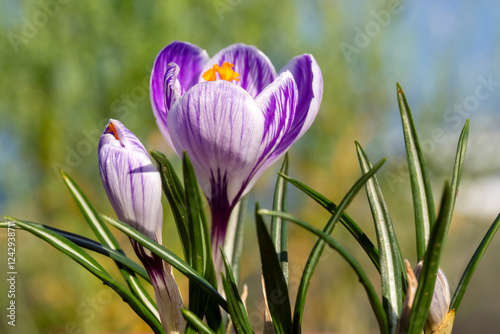 Crocus vernus (Dutch Crocus...