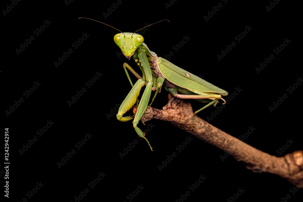 Praying Mantis, Green Insect, Black Backgrond, Selective Focus Praying Mantis, Green Insect, Black Backgrond, Selective Focus