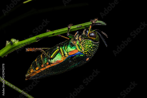 Jewel beetles or metallic wood-boring beetles. emerald green beetle. Selective focus