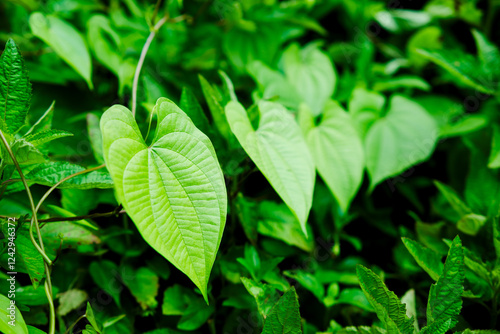 Fresh green leaves in heart shape