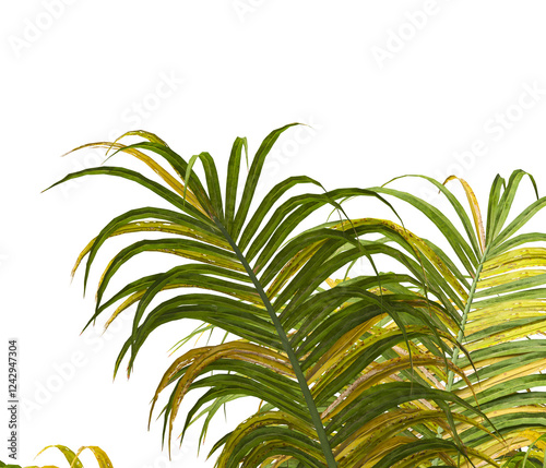 palm Tree Leaves isolated on transparent background. palm tree with green leaves on transparent background. Isolated palm tree on white background. cutout palm tree leaves PNG.  Ravenea hildebrandtii. photo