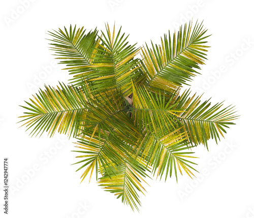 palm Tree isolated on white background. Ravenea hildebrandtii. big palm tree with green leaves on white background. Isolated palm tree on white background. top view of cutout palm tree leaves. photo