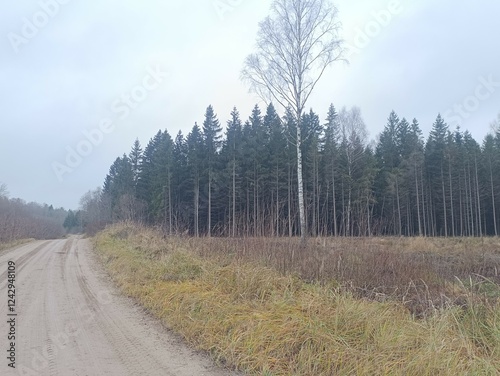 Road in forest in Siauliai county during cloudy autumn day. Oak and birch tree woodland. Cloudy day with white clouds in blue sky. Bushes are growing in woods. Sandy road. Nature. Fall season. Miskas. photo