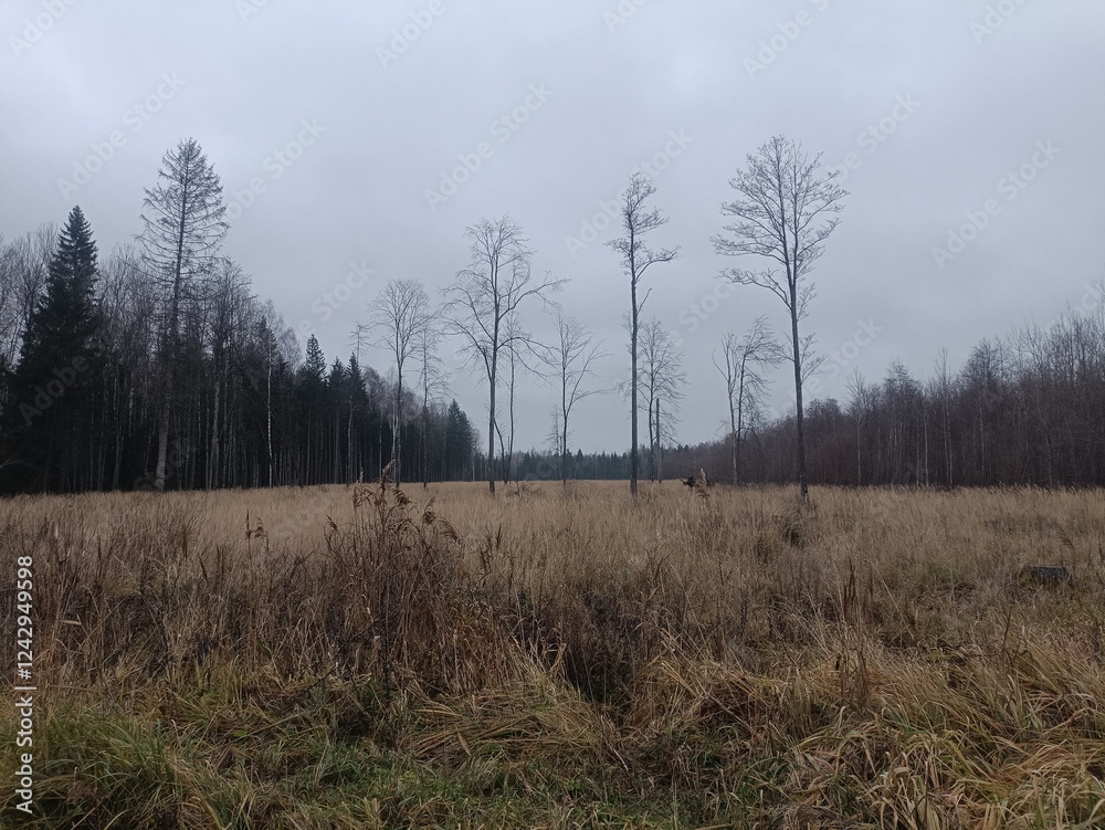 Forest in Siauliai county during cloudy autumn day. Oak and birch tree woodland. Cloudy day with white clouds in blue sky. Bushes are growing in woods. Nature. Fall season. Miskas. Forest in Siauliai county during cloudy autumn day. Oak and birch tree woodland. Cloudy day with white clouds in blue sky. Bushes are growing in woods. Nature. Fall season. Miskas.