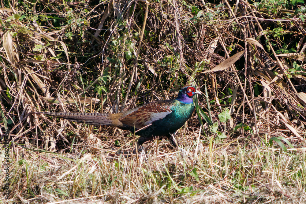 Fototapeta premium 雄の 構造色が美しいニホンキジ（キジ科） 英名学名：Japanese Pheasant (Phasianus versicolor, family comprising Phasianus pheasant) 栃木県栃木市渡良瀬遊水地-2024 